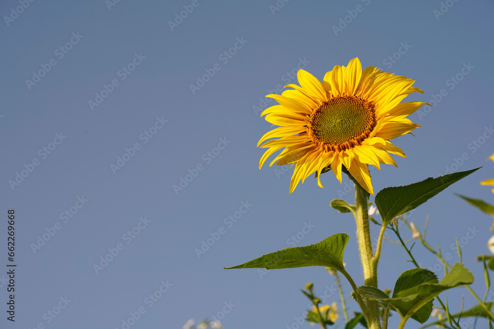 Closeup on a single yellow sunflower , Helianthus annuus Against a blue sky Closeup on a single yellow sunflower , Helianthus annuus Against a blue sky