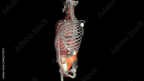 The transversus abdominis is a broad paired muscular sheet found on the lateral sides of the abdominal wall. photo