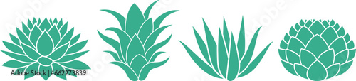 Blue agave. Isolated agave on white background