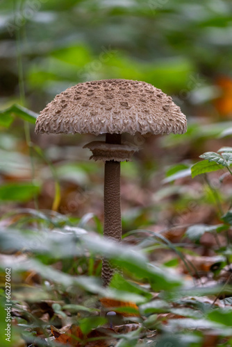 Macrolepiota procera, the parasol mushroom, mushroom in the forest
