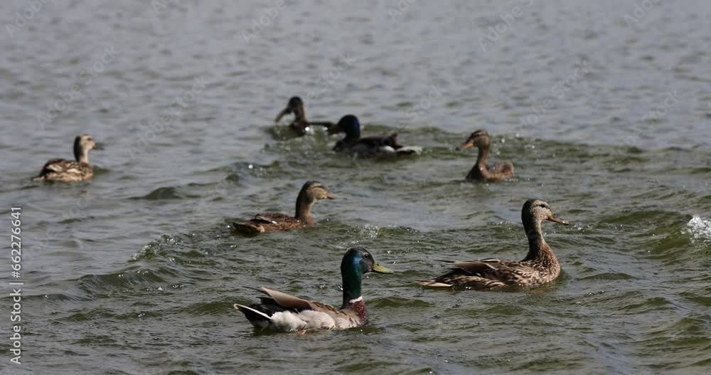 wild ducks swimming on the lake during feeding, wild mallards in the summer season wild ducks swimming on the lake during feeding, wild mallards in the summer season