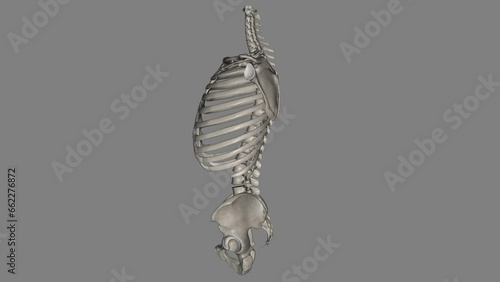 Bones of the trunk: The 51 trunk bones consist of 26 vertebrae, 24 ribs, and the sternum. photo