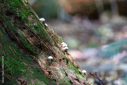 mushrooms, moss on tree