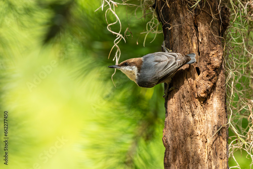 Brown-headed Nuthatch  photo