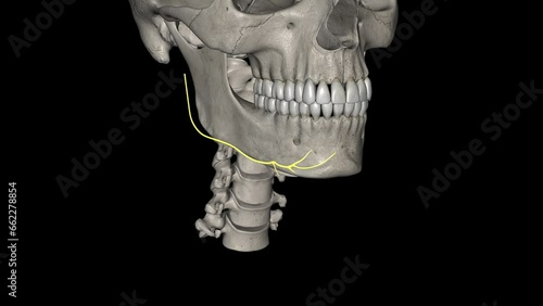 The marginal mandibular branch of the facial nerve arises from the facial nerve (CN VII) in the parotid gland at the parotid plexus. photo