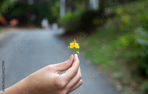 손으로 들고 있는 작고 귀여운 노란 꽃잎