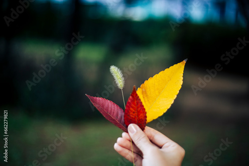 손으로 들고 있는 나뭇잎 단풍잎