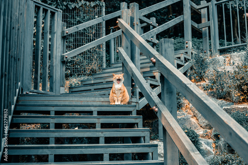계단에 앉아 나른하게 하품하는 귀여운 고양이