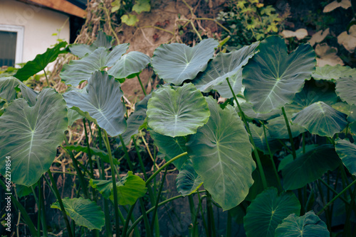작은 텃밭 정원의 초록색 토란
