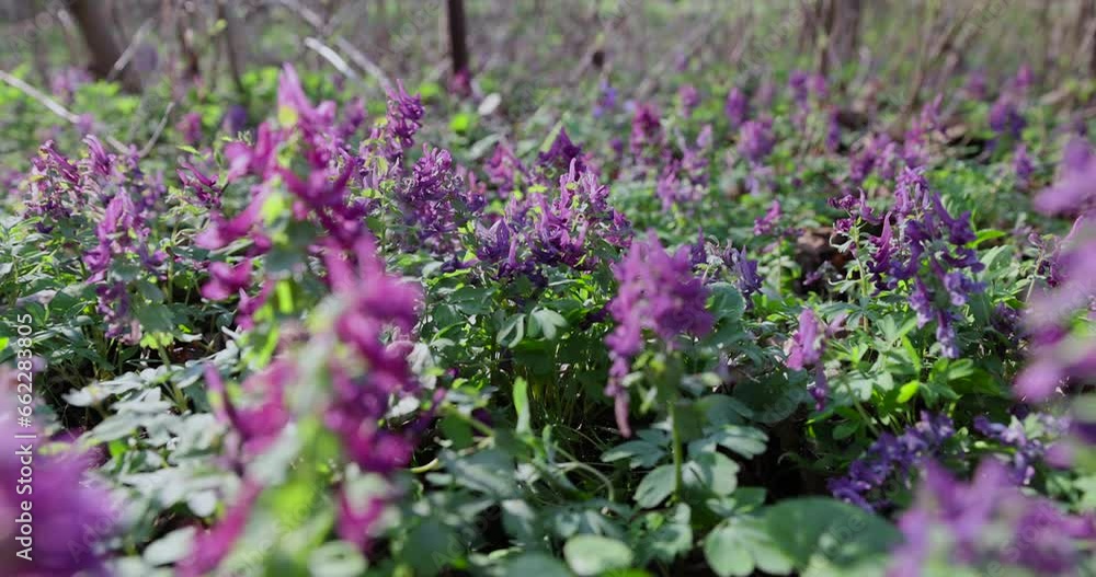 beautiful purple flowers in the forest, purple spring flowers growing in the forest in the spring season