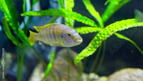 Jack Dempsey fish swimming in aquarium. Cichlasoma octofasciatum. Aquatic animals. 4K, UHD photo