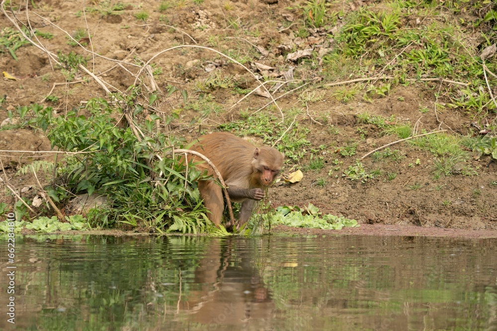 Adorable monkey standing in a shallow body of water Adorable monkey standing in a shallow body of water