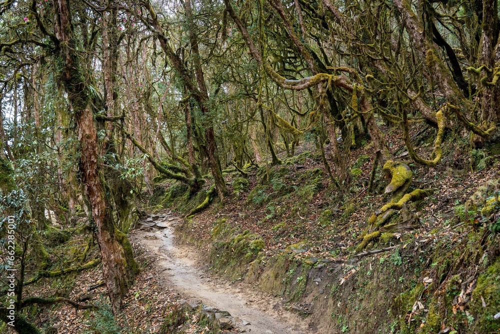 Dirt pathway leading through a verdant forest, lined with vibrant green foliage Dirt pathway leading through a verdant forest, lined with vibrant green foliage