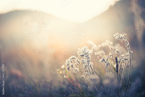 Autumn grass in the mountains at sunset. Beautiful autumn nature background
