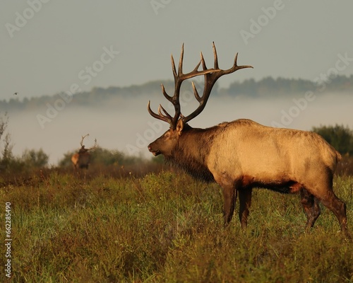 Rocky Mountain Elk Bull Rut Keeping an Eye on Competition 