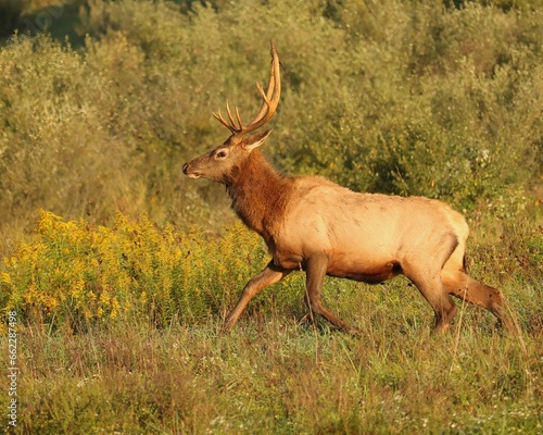 Regal Majestic Mountain Morning Rocky Mountain Elk Bull 