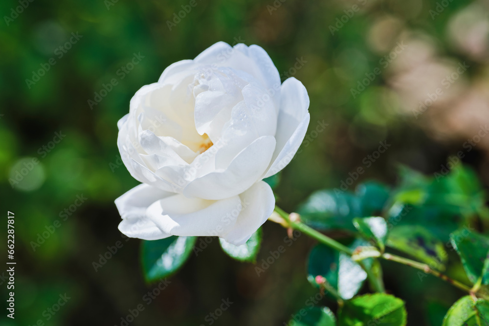 Fototapeta premium 白い薔薇 サマーメモリーズ 