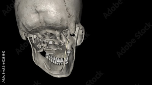 The stylohyoid ligament forms part of the styloid apparatus . photo
