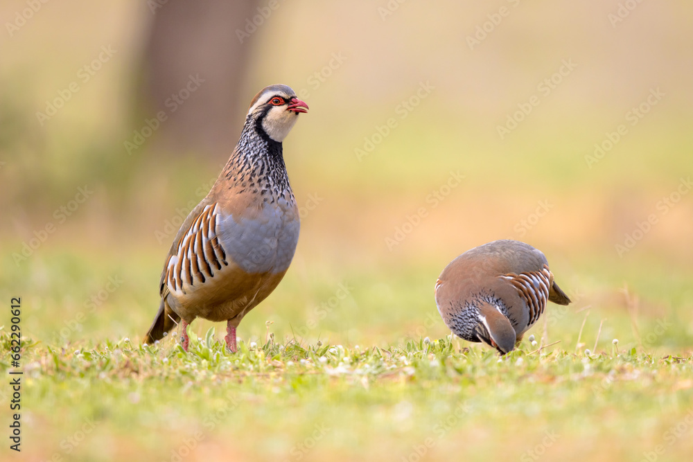 Couple Red Legged Partridge Standing Guard Couple Red Legged Partridge Standing Guard