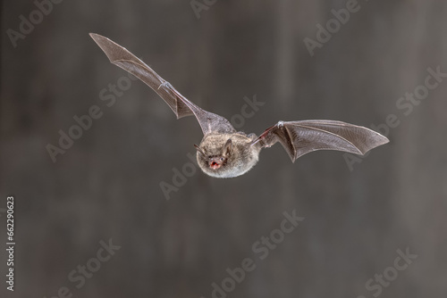 Daubentons bat flying in dark habitat