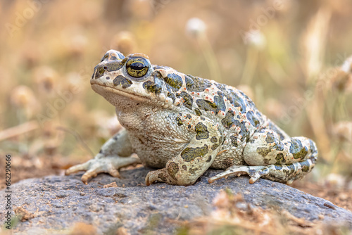 Green toad sitting on stone in Grass photo