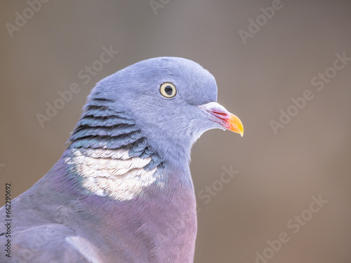 Headshot Portrait of Wood pigeon grey background
