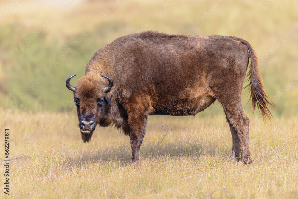 Wisent or European bison one animal Wisent or European bison one animal