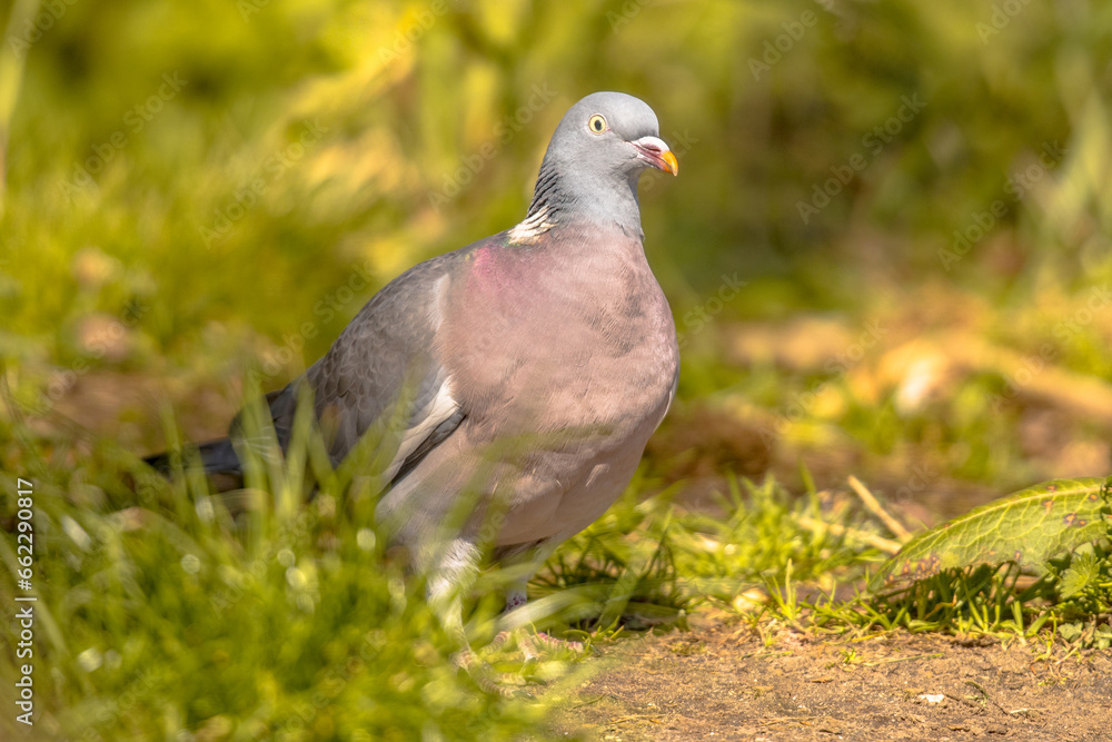 Wood pigeon in grassy lawn Wood pigeon in grassy lawn