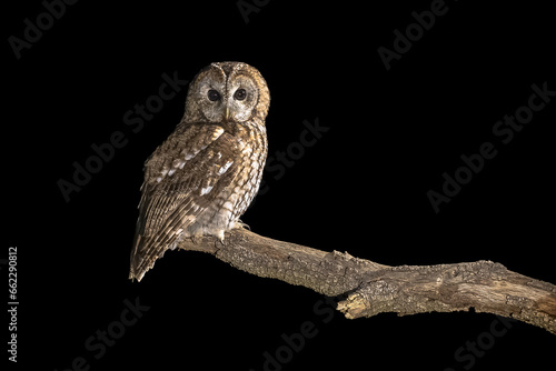 Tableau sur toile tawny owl perched on branch