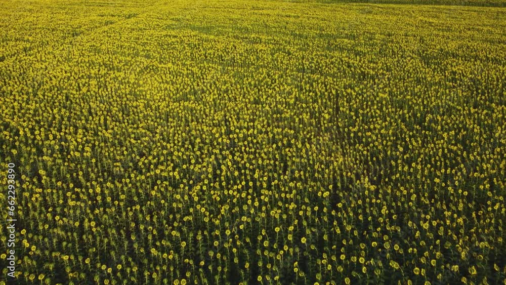 Fly over infinite sunflower field. Aerial drone video.