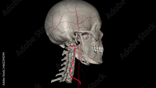 The vertebral arteries run through the spinal column in the neck to provide blood to the brain and spine . photo
