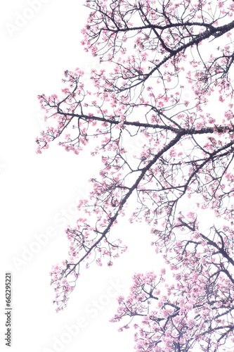 桜　Cherry blossom