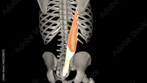 Iliocostalis lumborum is part of the erector spinae muscle group which includes iliocostalis, longissimus, and spinalis . photo