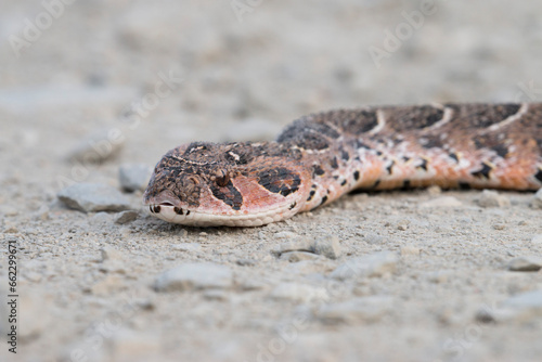 close up of the head of puff adder, De Hoop Nature Reserve, Overberg, South Africa