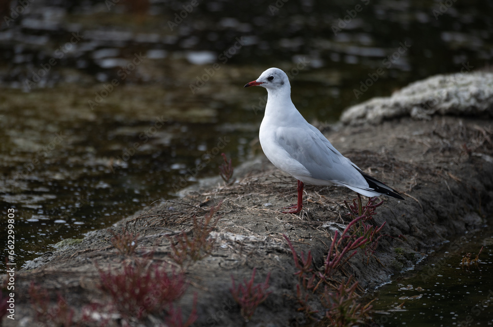 Larus ridibundus - Black-headed Gull - Mouette rieuse Larus ridibundus - Black-headed Gull - Mouette rieuse