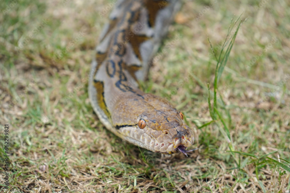 Fototapeta premium A portrait of a Python hunting on grass. big snake on grass. looking at camera