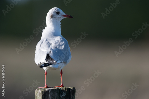 Larus ridibundus - Black-headed Gull - Mouette rieuse