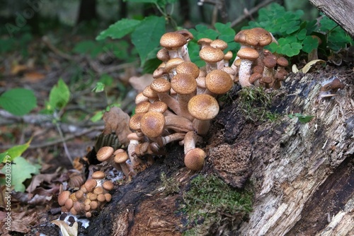 Edible forest mushroom - Armillaria mellea commonly known as honey fungus