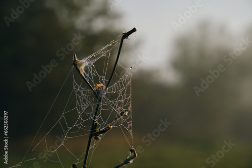 Dew on cobweb on blurred background of plants in the autumn. Spider web with water drops in morning sunrise. Concept of nature and the environment in the fields in the village.