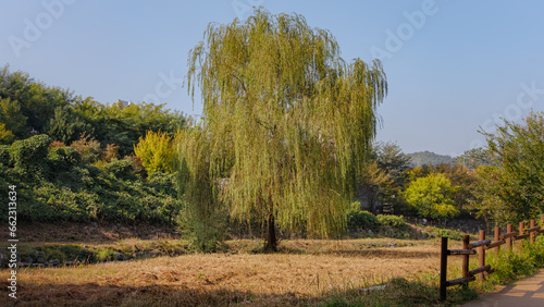 Fields and willow trees around the trail, trees are changing leaves color, feeling of autumn scenery but it has cut reed field