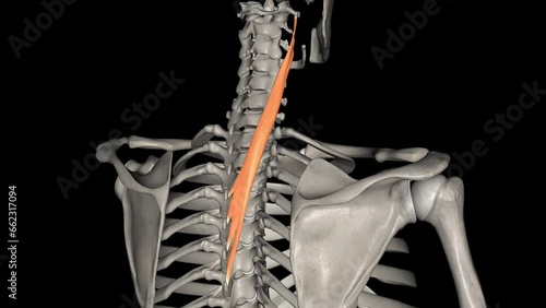 Splenius cervicis is a paired, flat bow-shaped muscle in the posterolateral aspect of the neck . photo