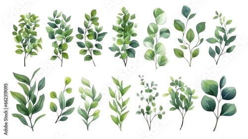 Vector elements set collection of tropical green eucalyptus in Watercolor style. Illustration for cosmetics, spa, beauty care products, Wedding Invitation, save the date, thank you, greeting card.