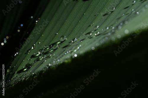 Water rain drop on banana leaf, Close up shot.
