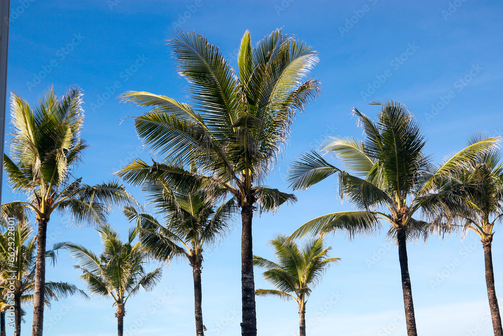 coconut tree isolated on blue sky.  summer background.  Palm trees on Bali beach