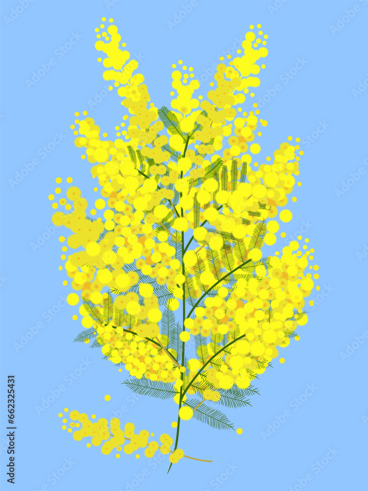 Mimosa flower on green branch, blue background. Vector flat design. Mimosa flower on green branch, blue background. Vector flat design.