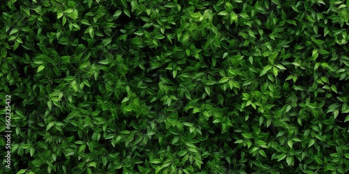 photo of green leaves spreading evenly across the fence. generative AI