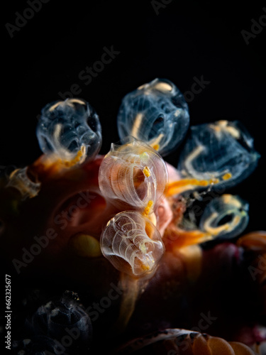 Ascidian in the spotlight (Pycnoclavella detorta) photo