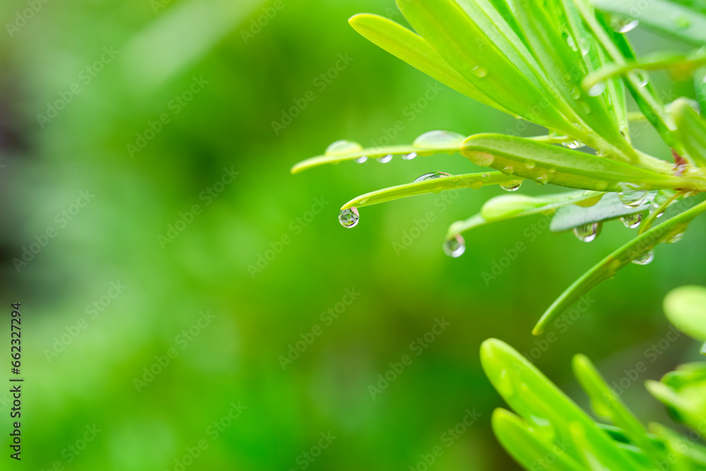 Beautiful water drops after rain on green leaf in sunlight, macro. Many droplets of morning dew outdoor, beautiful round bokeh, selective focus. Amazing artistic image of purity and fresh of nature. Beautiful water drops after rain on green leaf in sunlight, macro. Many droplets of morning dew outdoor, beautiful round bokeh, selective focus. Amazing artistic image of purity and fresh of nature.