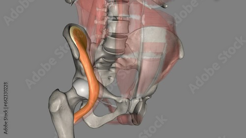 The iliacus is a flat, triangular muscle which fills the iliac fossa . photo