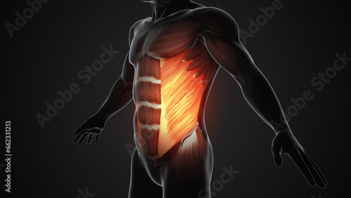Pain and injury in the External Oblique Muscles